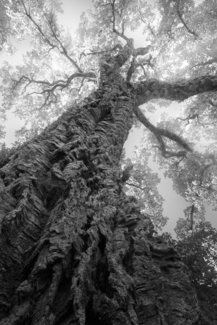Cork Tree