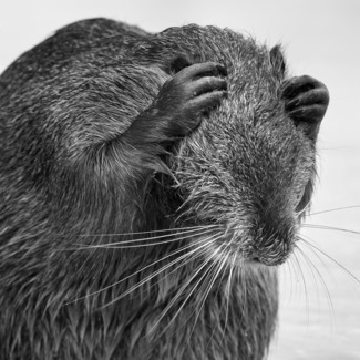 NUTRIA