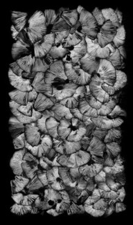 Spore Print