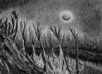 Forest in Moonlight