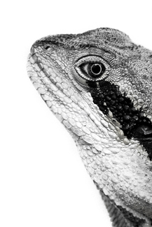 A Lizard Stare