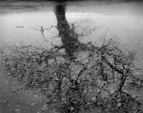 Oak Reflected in a Frozen Lake