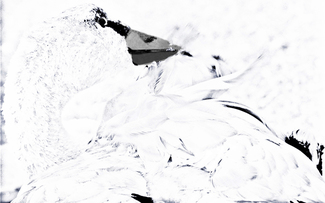 Swan