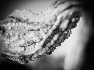 Gourd Study (2)