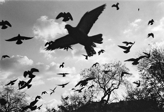 Birds