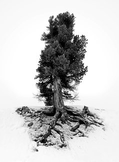 Old Tree
