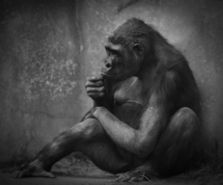 Thinking Gorilla