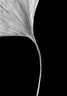 Ginko