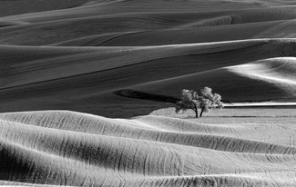 Lone Tree