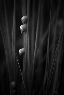 Snails on Sea Grasses