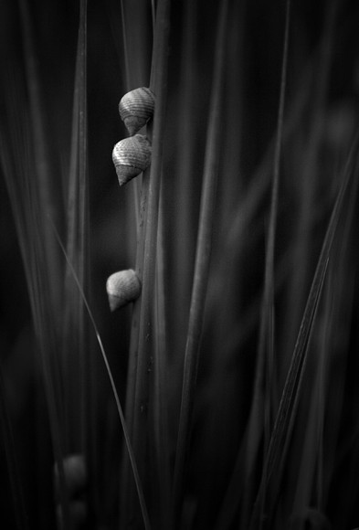 Snails on Sea Grasses