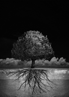 Roots