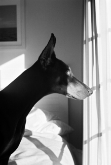 Fascination