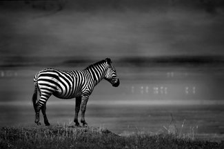 Contemplation