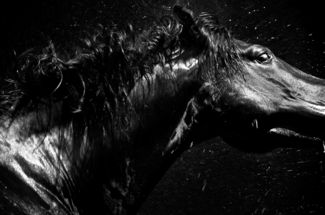 Apocalyptic Horses (05)