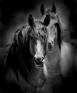 Chief and His Mare