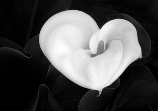 A Matter of the Heart