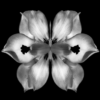 Bug Flower