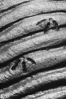 Footprints in the Ripples