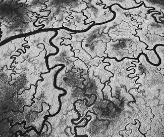 SFO Salt Marsh