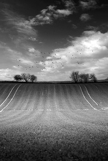 Farmer's Art