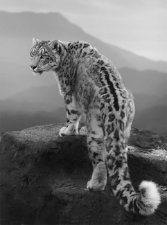 Snow Leopard