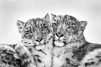 Snow Leopards