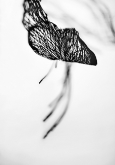 Filament (1)