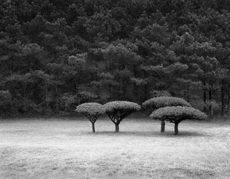 Sculpted Trees