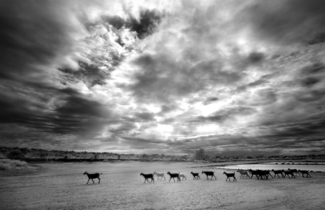 Goats at Sundown, 2008