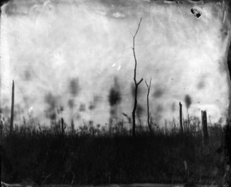Marsh Grass with Trees