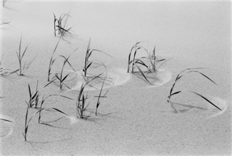 Beach Grass