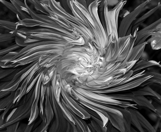 In Bloom