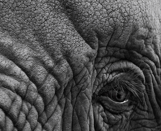 Elefante