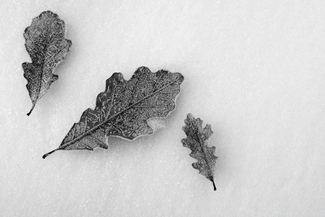 As-Bur Oak