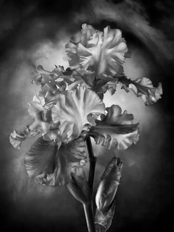 Double Iris