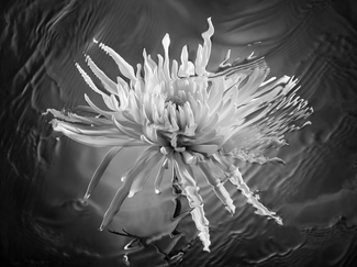 White Mum