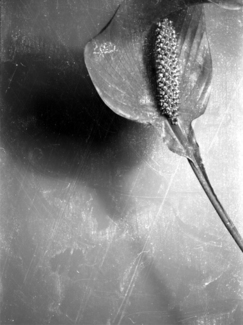 Peace Lily