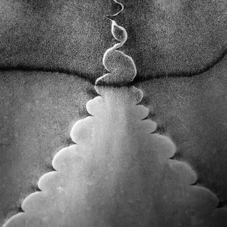 Detail of a Cactus Leaf