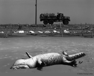 Gator Guard