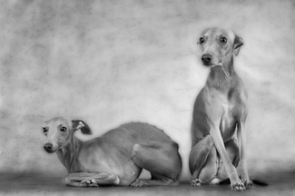 The Models