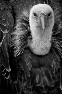 Griffon Vulture