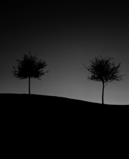 Two Trees
