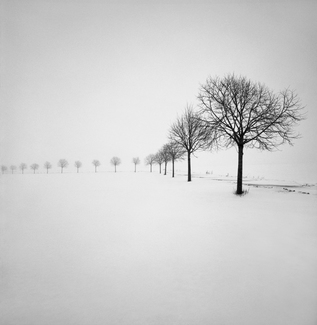Winter Trees