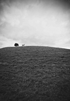 One Sheep Hill