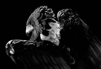 Faire Filer Bateleur 