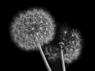 Dandelion Cosmos
