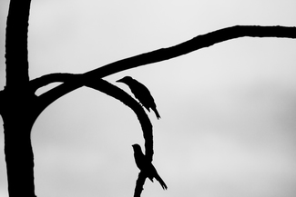 Above the Canopy, Iguazu