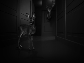 Bambi