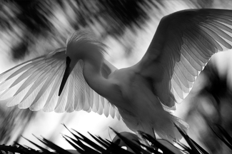 Feather Lines
